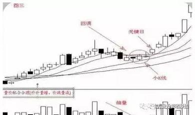 贝壳白菜
